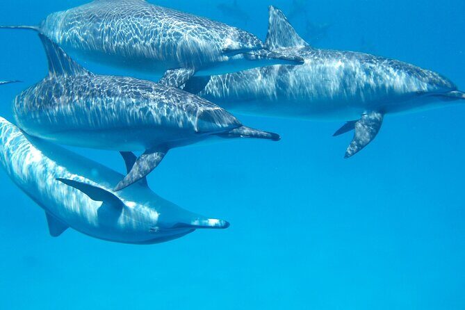 2-Hour Dolphin Sunset Tour from Giardini Naxos - The Sum Up