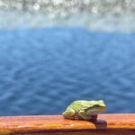 2 Hour Group Boat Trip in Skadar Lake - Who Should Book This Tour?