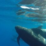 2 hour trip to see whales dolphins puerto colon adeje - Why This Tour Offers Solid Value