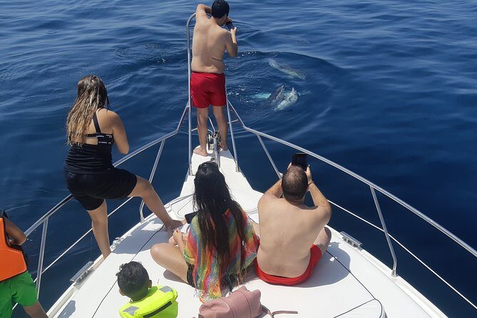 2 Hours Dolphin Watching in Marbella - Pricing and Value