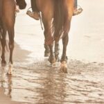 2 hours Horse Riding Excursion near the Beach in Alcúdia bay - What to Expect from this Horse Riding Tour