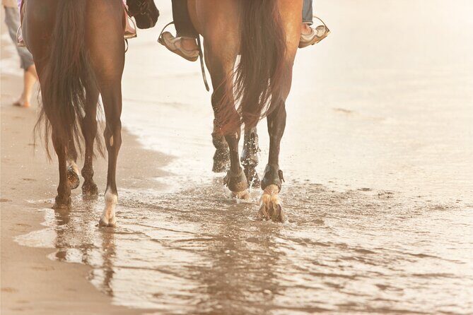 2 hours Horse Riding Excursion near the Beach in Alcúdia bay - What to Expect from this Horse Riding Tour