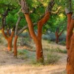 2 hr Walk in the Cork Forest - A Closer Look at the Tour Experience