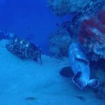 2 PRIVATE GUIDED DIVES - An In-Depth Look at the Private Guided Dives Experience