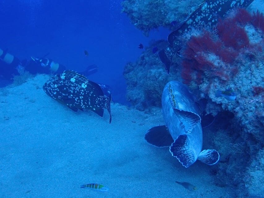 2 PRIVATE GUIDED DIVES - An In-Depth Look at the Private Guided Dives Experience