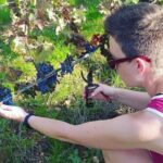 2 Wineries Small Group Tour with Hotel Pick-up from Sitges - The Sum Up