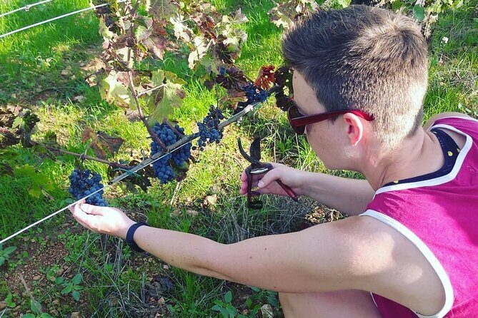 2 Wineries Small Group Tour with Hotel Pick-up from Sitges - The Sum Up