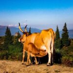 2h Buggy Tour  Arcos de Valdevez  Peneda Gerês - The Route and Terrain