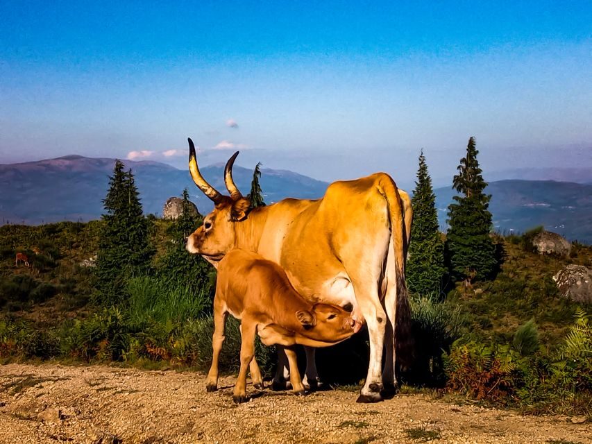 2h Buggy Tour  Arcos de Valdevez  Peneda Gerês - The Route and Terrain