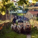 2h Quad Tour  Arcos de Valdevez  Peneda Gerês - Pricing and Value