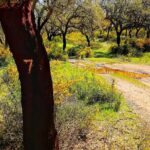 2hr Cork Safari in a Classical Land Rover - Who Will Love This Tour?