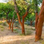 2hr Walk in a Cork Forest - Authenticity and Insights from Reviewers