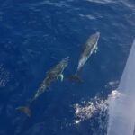 2hrs Dolphins Sunset Sailing Cruise With Drink - FAQs