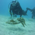 2x diving package, on request including refreshment - An In-Depth Look at the Tenerife Diving Experience