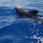 3-hour excursion to Puerto Colón Adeje to see whales - What to Expect from the Itinerary