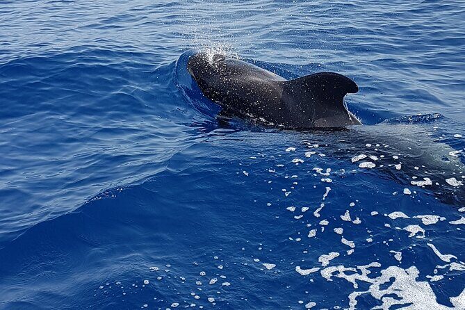 3-hour excursion to Puerto Colón Adeje to see whales - What to Expect from the Itinerary