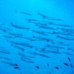 3-Hour Try Scuba Private Guided Sea Baptism from Palermo - Why You Should Consider This Tour