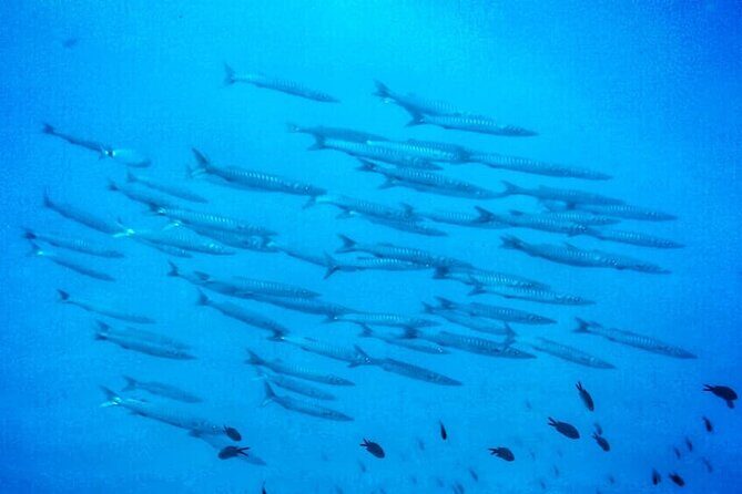 3-Hour Try Scuba Private Guided Sea Baptism from Palermo - Why You Should Consider This Tour