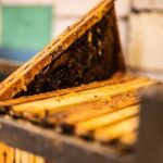 30-Minute Guided Honey Tasting Activity in Melini - Value and Practical Considerations