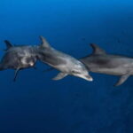 3h Whale watching Share Tour Costa Adeje Lina7 Mizendoha - Who Will Love This Tour?