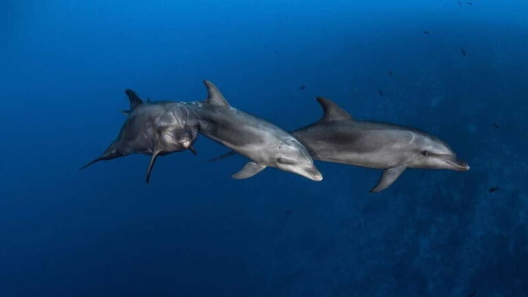 3h Whale watching Share Tour Costa Adeje Lina7 Mizendoha - Who Will Love This Tour?