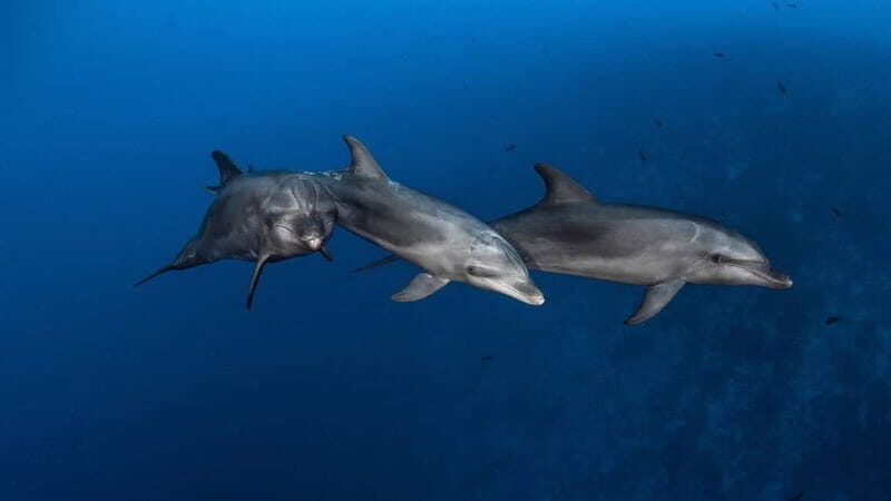 3h Whale watching Share Tour Costa Adeje Lina7 Mizendoha - Who Will Love This Tour?