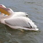 4 Day Safari Maasai Mara, Lake Nakuru and Lake Naivasha - Transport, Group Size, and Overall Comfort