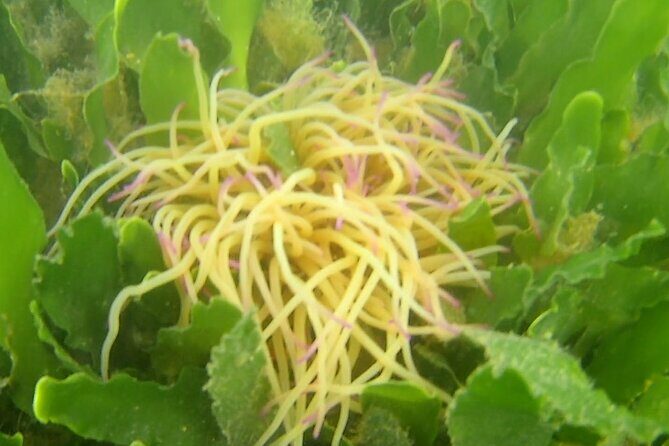 4 hour Kayak & Snorkeling Tour in Ria Formosa Natural park - Why This Tour Offers Great Value