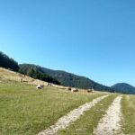 4-Hour Private Alpine Hiking Tour 'Matterhorn of the Prealps' - Practical Details That Matter