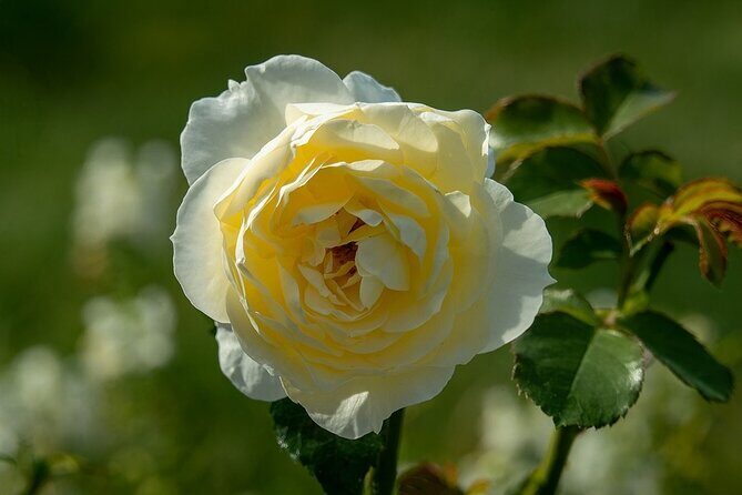 4-Hour Private Tour. Marie Antoinette's Trianon & Hamlet - Why This Tour Offers Great Value