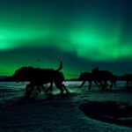 4hr Dog Sledding Tour under the Northern Lights - The Huskies and Guides
