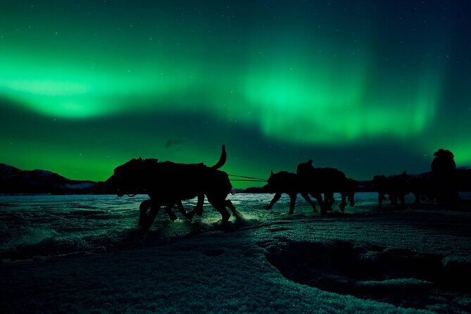 4hr Dog Sledding Tour under the Northern Lights - The Huskies and Guides