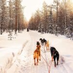 4hr Dog Sledding Trip on Finnmarksvidda - The Value of the Tour