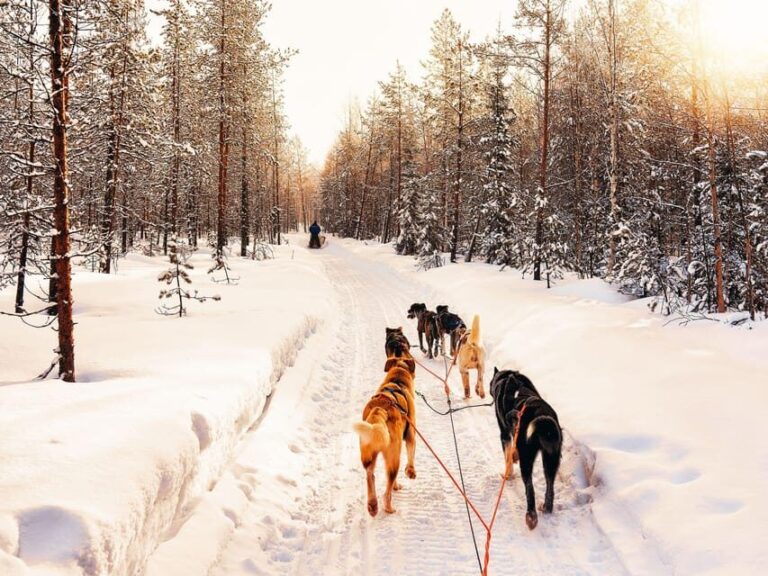 4hr Dog Sledding Trip on Finnmarksvidda - The Value of the Tour