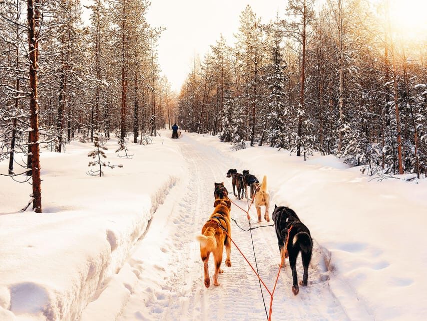 4hr Dog Sledding Trip on Finnmarksvidda - The Value of the Tour