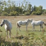 4x4 Camargue Safari 4h - Private Tour - Departure from Arles - Who Would Love This Experience?