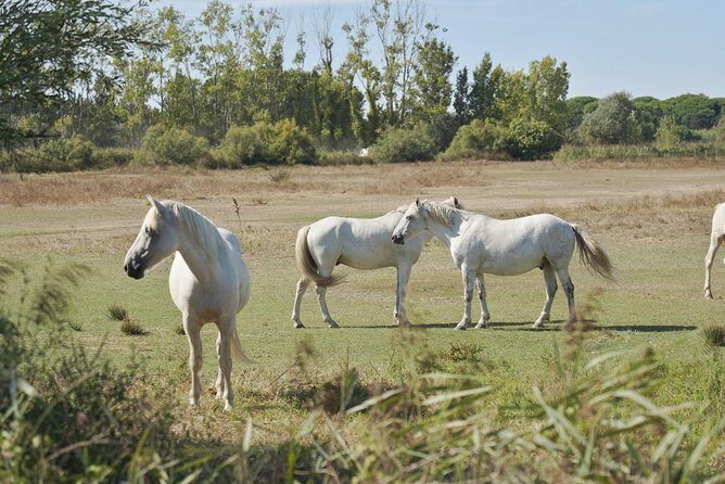 4x4 Camargue Safari 4h - Private Tour - Departure from Arles - Who Would Love This Experience?