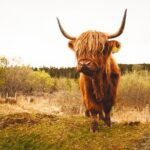 5-Day Orkney & Northern Coast Tour from Edinburgh Incl Admissions - FAQ