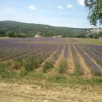 5-Hour Private Sightseeing Tour of the Provence from Marseille in Luxury Car - Who Will Love This Tour?