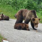 6 Days in Romania - Private Tour - What the Tour Really Offers