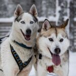 8-10km Husky Ride in the Taiga and Visit other farm animals - The Practical Details