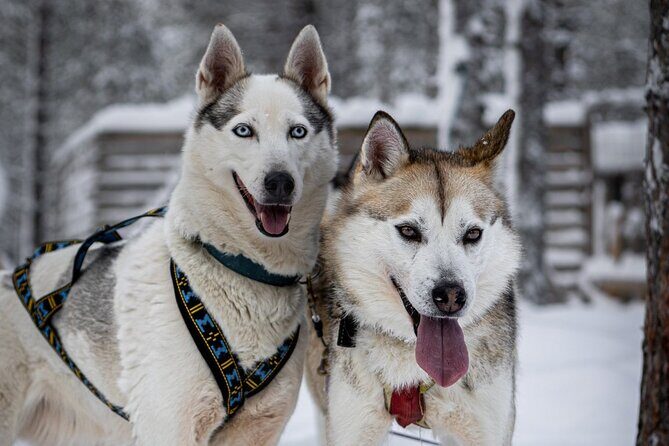 8-10km Husky Ride in the Taiga and Visit other farm animals - The Practical Details