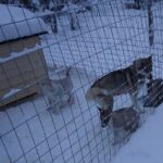 8-10km Husky Ride in the Taiga Forest and visiting the Kennel - A Complete Breakdown of the Husky Ride Experience in Rovaniemi