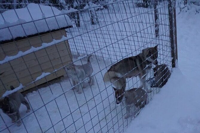 8-10km Husky Ride in the Taiga Forest and visiting the Kennel - A Complete Breakdown of the Husky Ride Experience in Rovaniemi