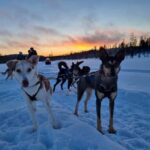 8-10km Husky Ride in the Taiga Forest & Visiting the Kennel - Detailed Itinerary & What to Expect