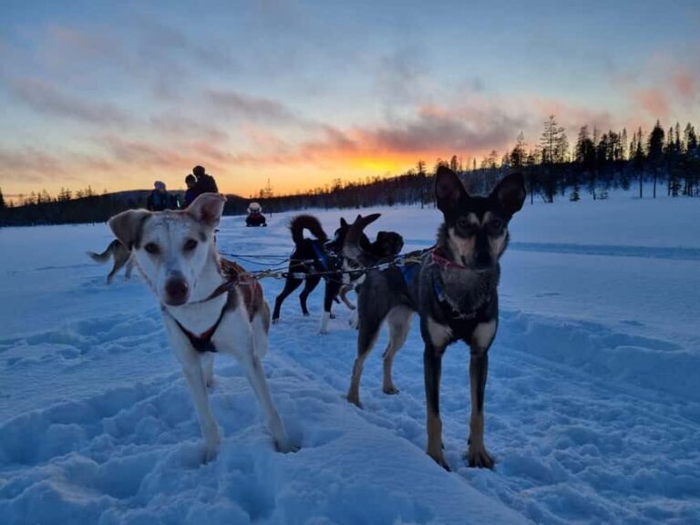 8-10km Husky Ride in the Taiga Forest & Visiting the Kennel - Detailed Itinerary & What to Expect