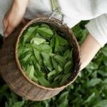 90minutes Tea Preparation and Tasting Experience in Como - Practical Details and Value