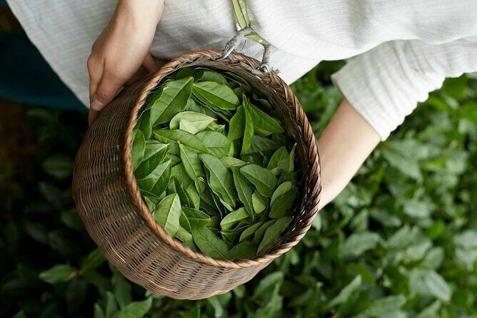 90minutes Tea Preparation and Tasting Experience in Como - Practical Details and Value