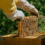 A day as a beekeeper: an adventure among mountains and nature - Practical Details and Tips