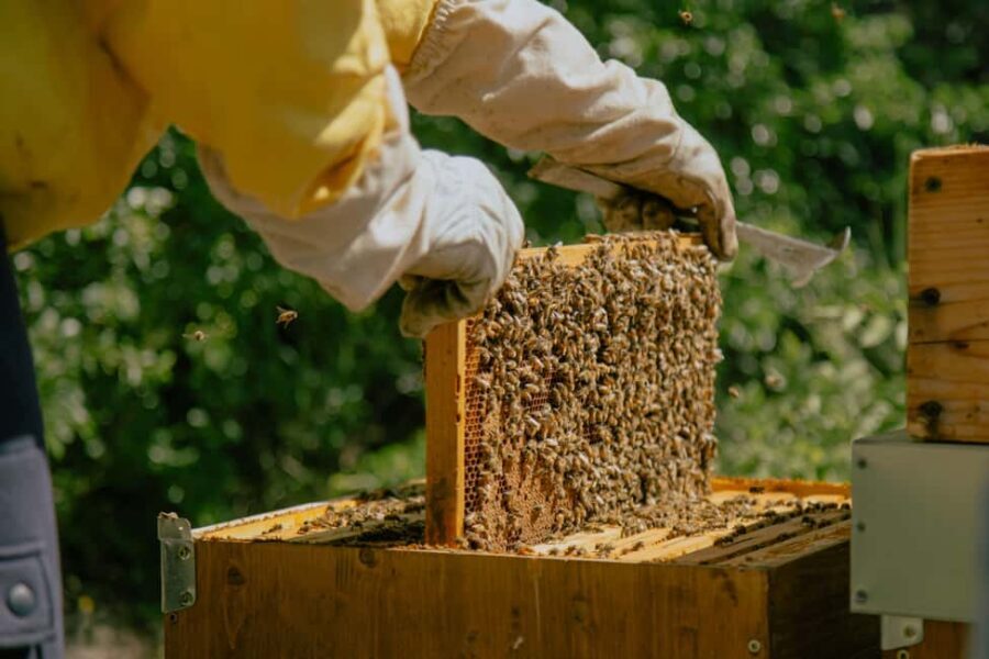 A day as a beekeeper: an adventure among mountains and nature - Practical Details and Tips